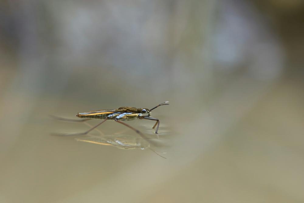 Foto di Wolfgang Hasselmann